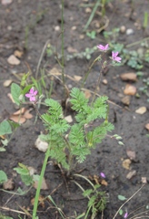 Erodium cicutarium