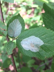 Phyllonorycter tritaenianella