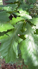 Quercus macrocarpa