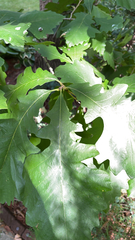 Quercus macrocarpa