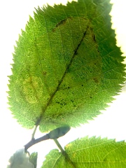 Phyllonorycter tritaenianella