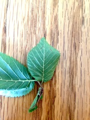Phyllonorycter tritaenianella