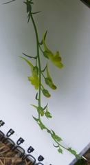 Linaria genistifolia