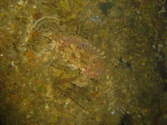 Scorpaena scrofa