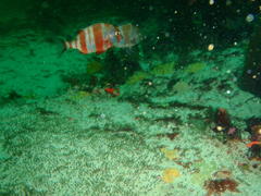 Chrysoblephus gibbiceps