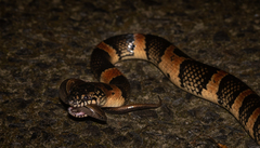 Lycodon semicarinatus