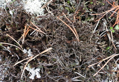 Cladonia subfurcata