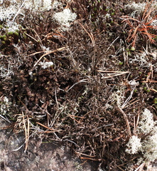 Cladonia subfurcata