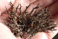 Cladonia subfurcata