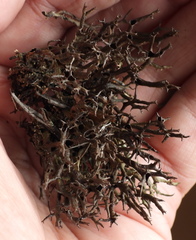 Cladonia subfurcata