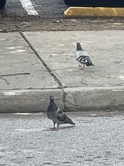 Columba livia domestica