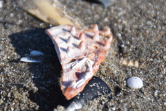 Acanthocardia echinata