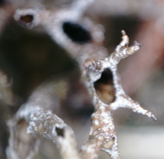 Cladonia subfurcata