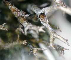Cladonia subfurcata