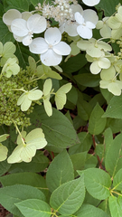 Magnoliopsida
