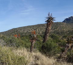 Aloe ferox