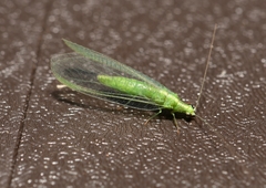 Chrysoperla pudica-group