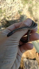 Hypsiglena ochrorhynchus klauberi