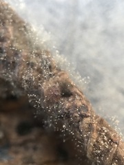 Botrytis