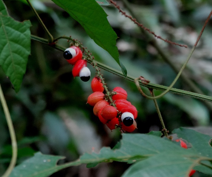 Imagem de Guaraná