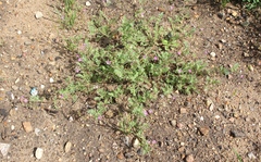 Erodium cicutarium