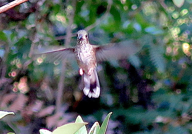 Adelomyia melanogenys image