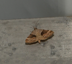 Hemeroplanis incusalis