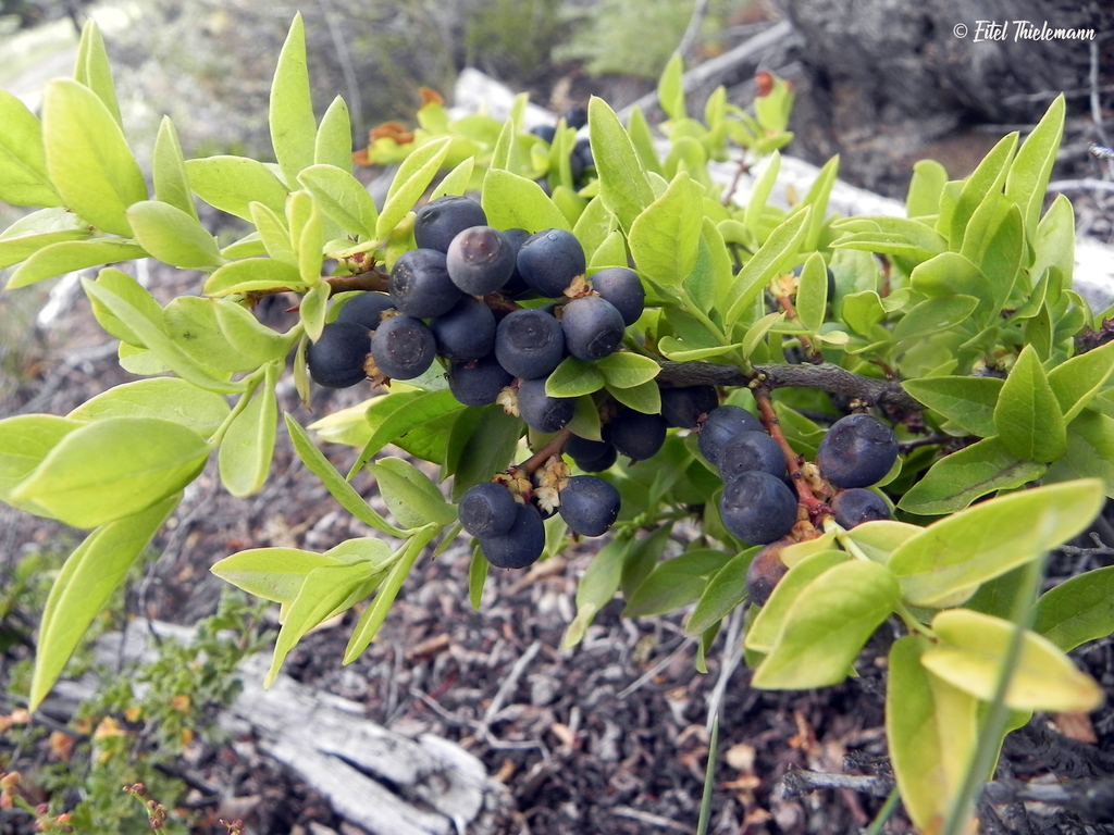 Orocoipo