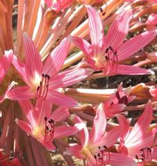 Brunsvigia bosmaniae