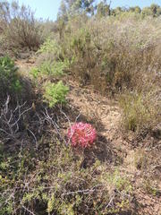 Brunsvigia bosmaniae