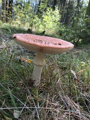 Amanita muscaria