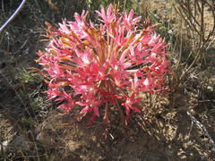 Brunsvigia bosmaniae
