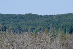 Falconiformes