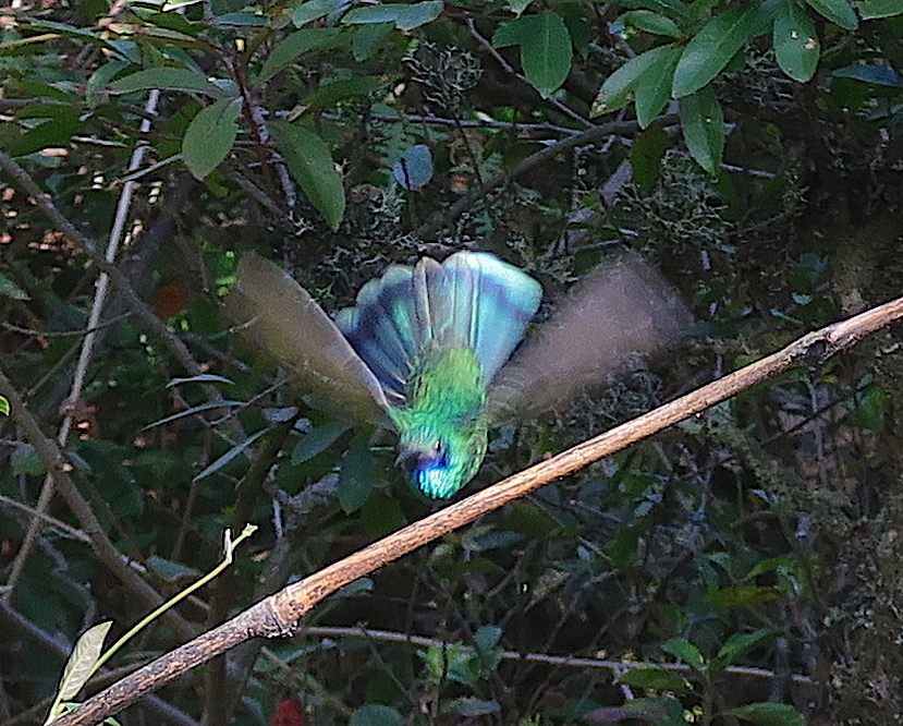 Colibri image