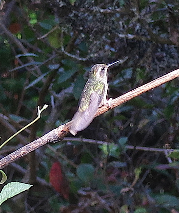 Adelomyia melanogenys image