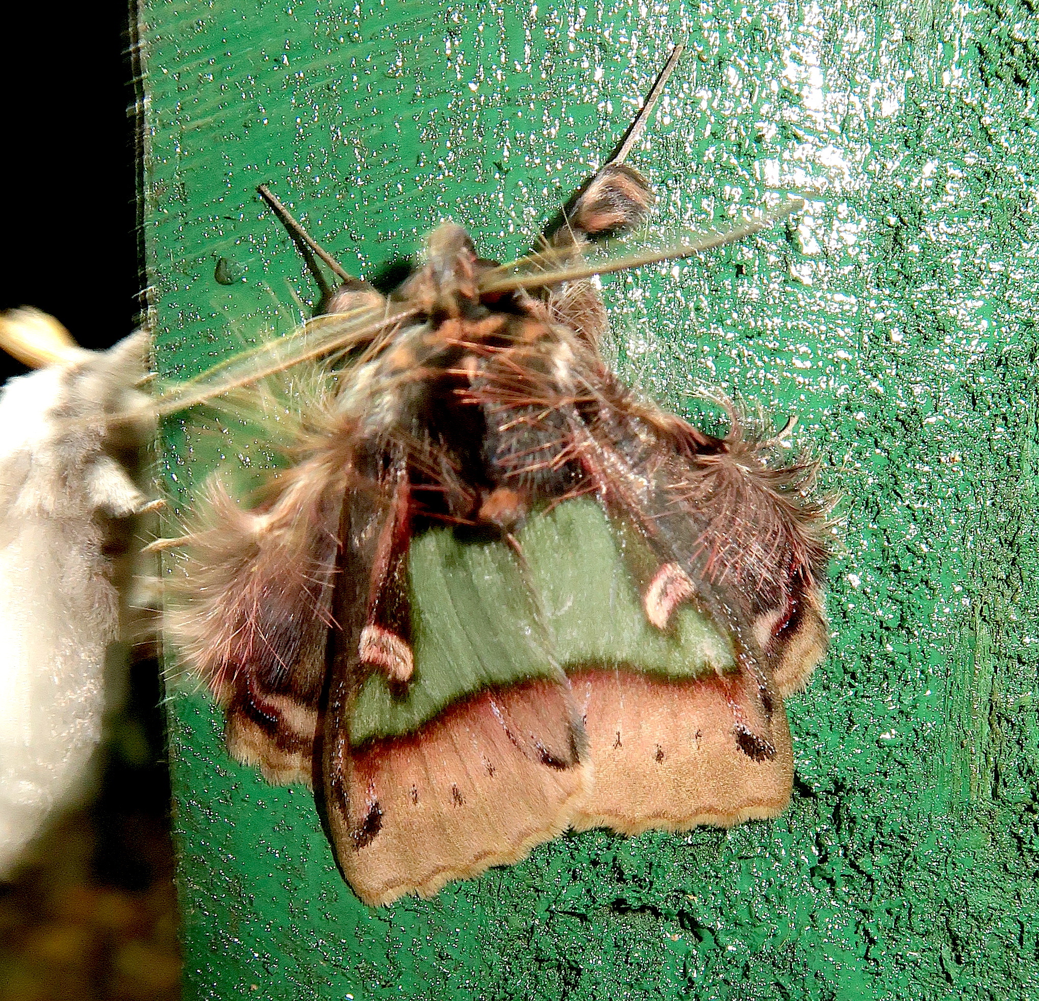 Ceroctena image