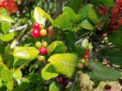 Ixora coccinea
