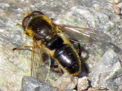 Anasimyia bilinearis