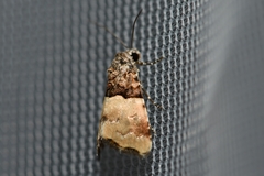 Cobubatha dividua