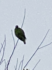 Amazona viridigenalis