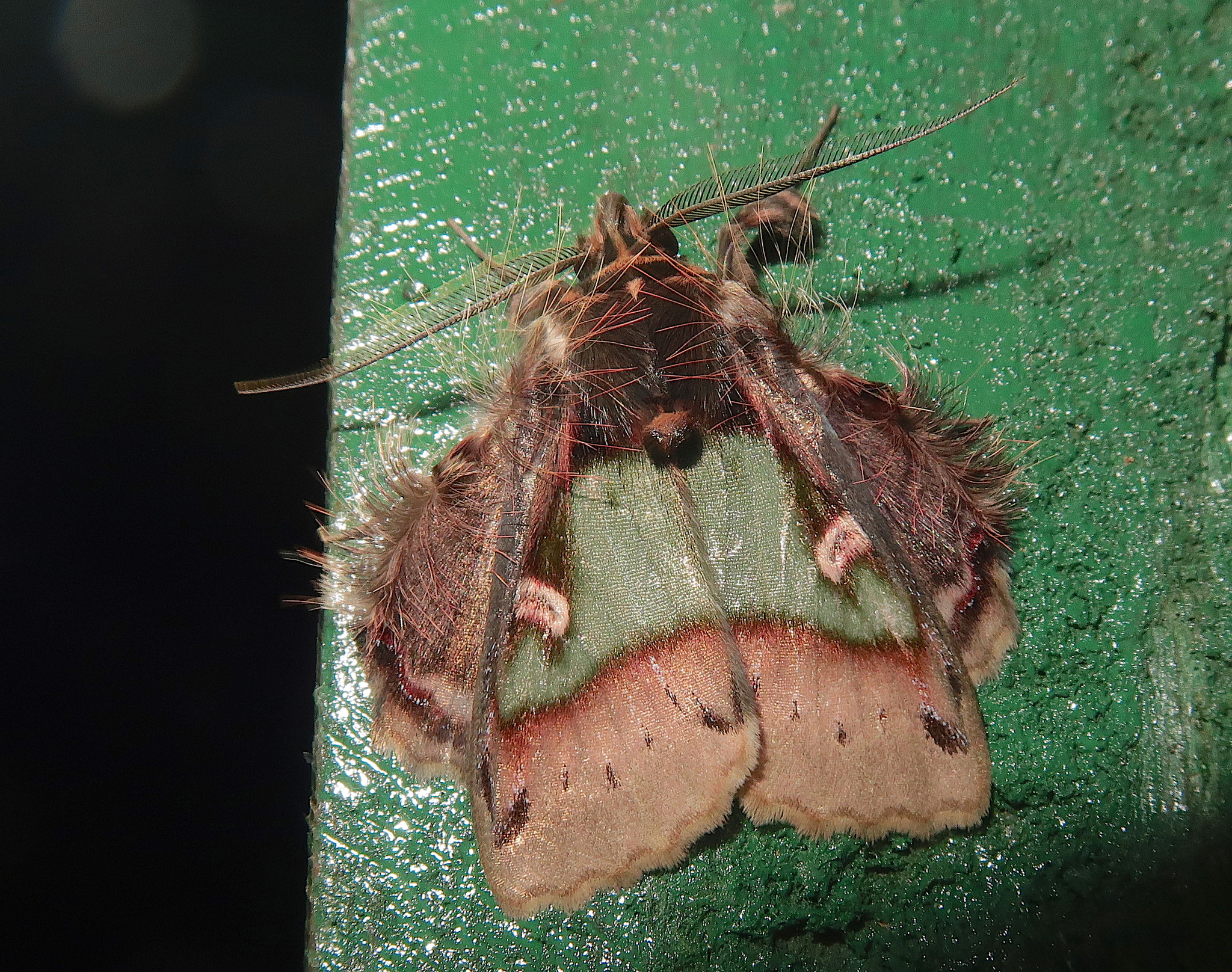 Ceroctena image