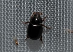 Hybosorus