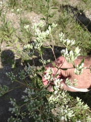 Eupatorium altissimum