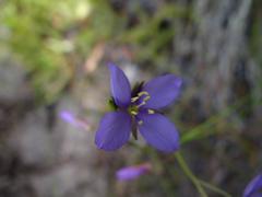 Heliophila subulata