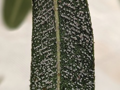 Ceroplastes japonicus