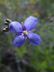 Heliophila subulata