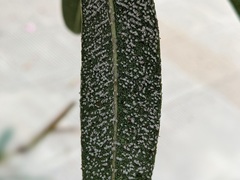 Ceroplastes japonicus