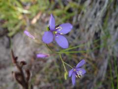 Heliophila subulata