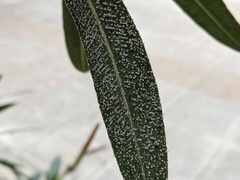 Ceroplastes japonicus