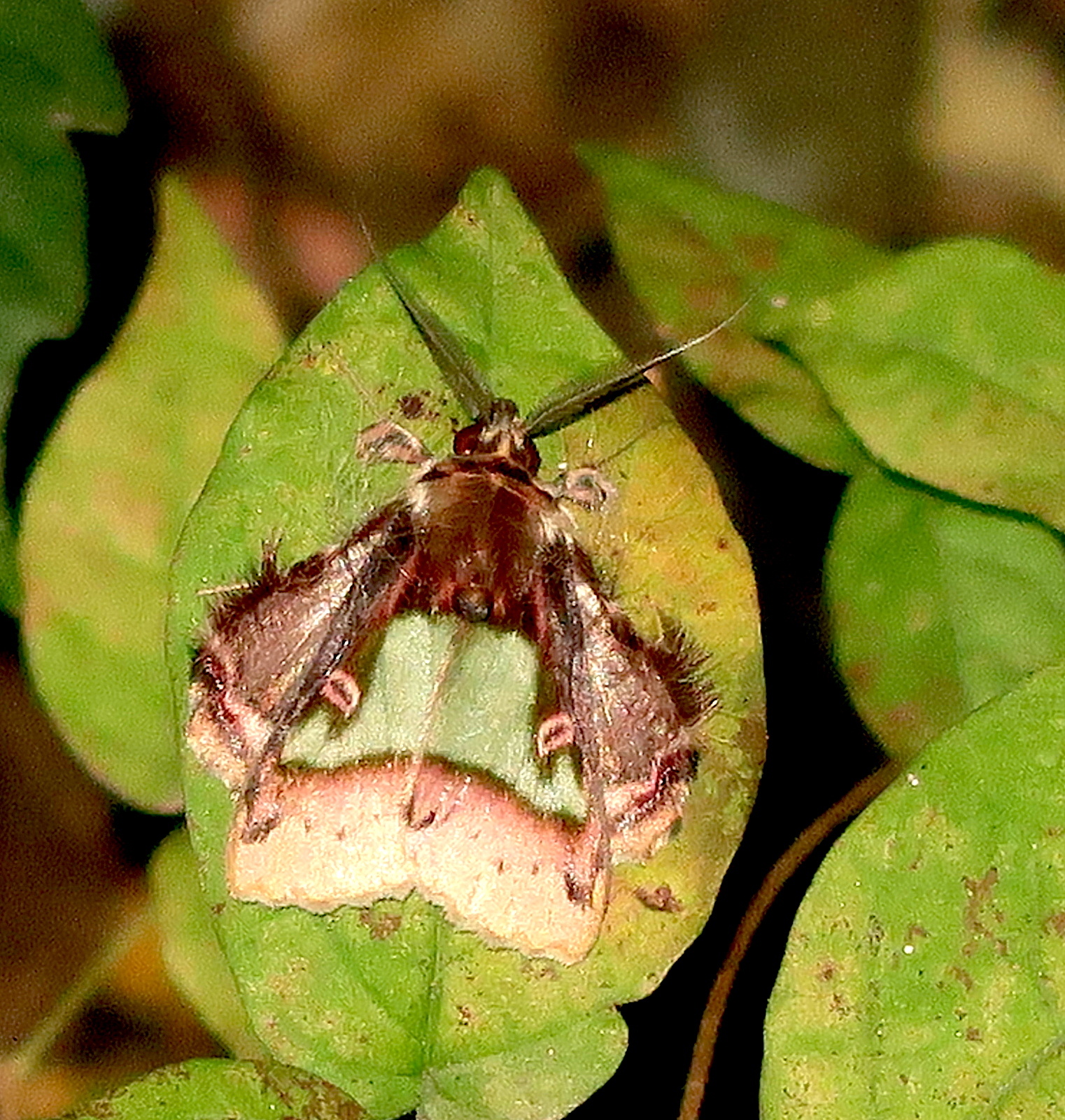 Ceroctena amynta image